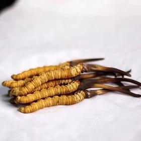 【再送一根】可溯源青海果洛新鲜冬虫夏草  精品货（排单发货，假一赔十，拒绝“水洗草” “种植草" "断草" "黑草"  “造假牙签草）