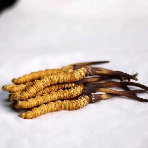 【再送一根】可溯源青海果洛新鲜冬虫夏草  精品货（排单发货，假一赔十，拒绝“水洗草” “种植草" "断草" "黑草"  “造假牙签草） 商品图0