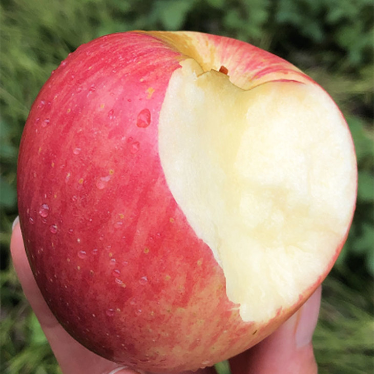 智利安伯路西亚苹果神仙果稀有珍贵品种红颜粉嫩清脆甜蜜