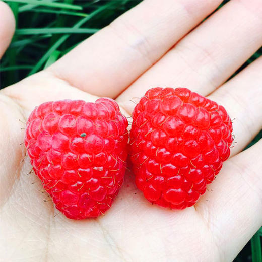 driscolls云南红树莓香甜糯滑美貌与内涵并存