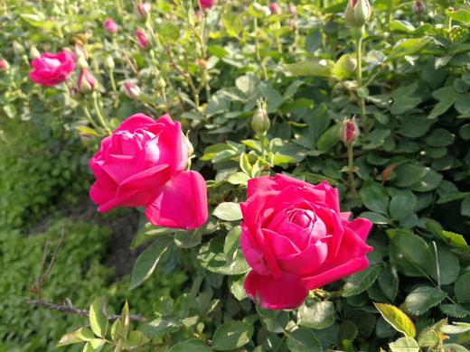 猫太推荐----一朵会在水中漫舞的玫瑰花 （一罐35朵） 商品图6