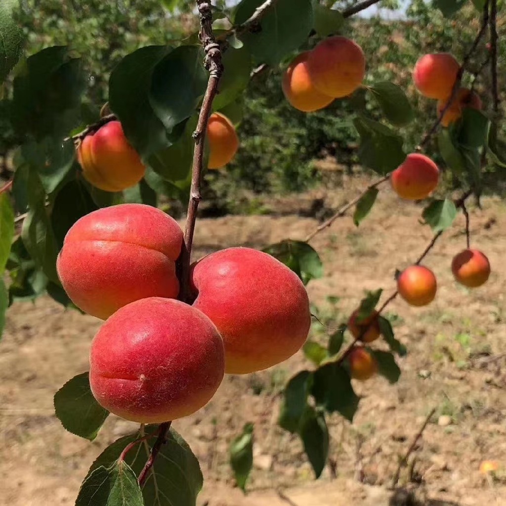 陝西豐源紅杏,又叫貴妃杏,胭脂紅杏——產自北緯 35°的高山紅杏【不