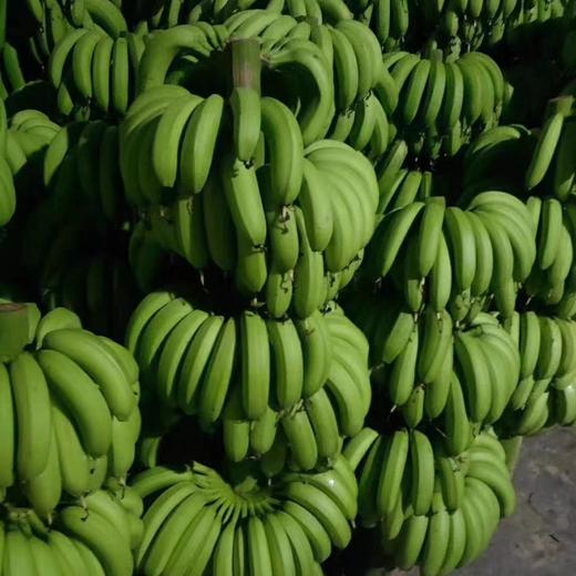 零农残绿香蕉|漳州圆通直发 商品图4