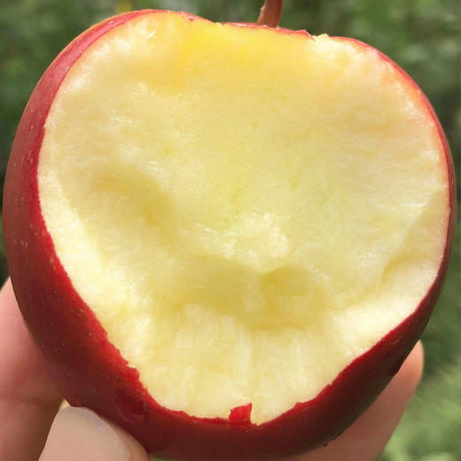 新西兰火箭苹果 | 一桶桶的小可爱,浓情多汁,珍稀品种!1筒5只 商品图3