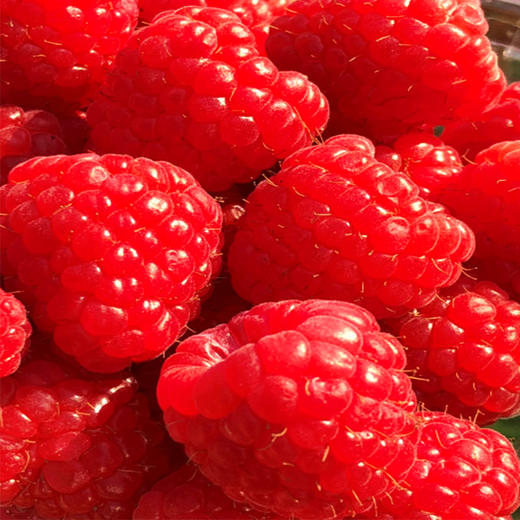 driscolls云南红树莓香甜糯滑美貌与内涵并存