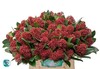 【荷兰进口】茵芋  绿色/红色  约2-3枝/扎 商品缩略图3