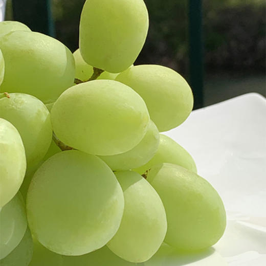 澳洲olivegrove甜心青提|皮极薄,牙齿一碰就爆炸的脆,酥甜清香!1斤