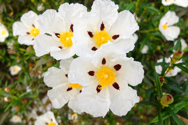 岩玫瑰精油 护肤抗老 心灵疗愈 止血镇の痛 伤口恢复 去疤の痕 抗病の