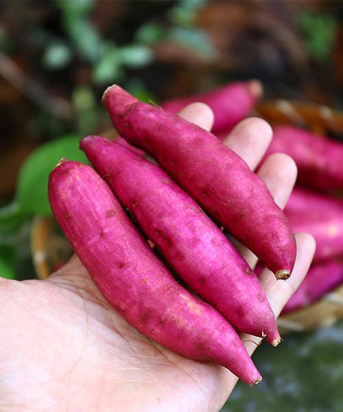 海南小香薯【2026年新货】 商品图4