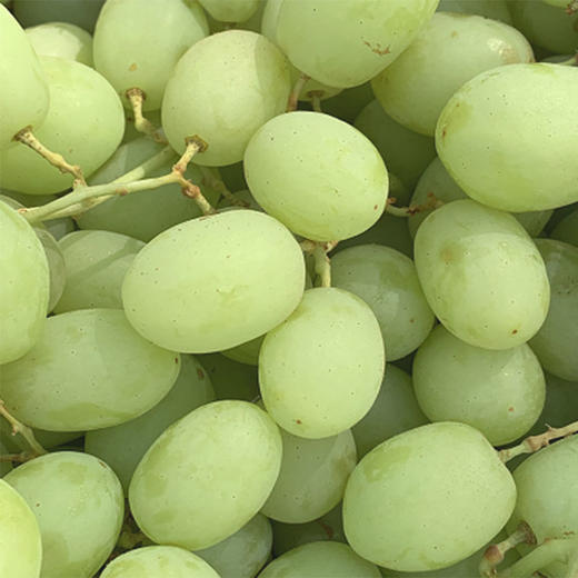 澳洲olivegrove甜心青提皮极薄牙齿一碰就爆炸的脆酥甜清香1斤