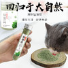 猫薄荷粉罐装 50ml猫零食逗猫去毛球猫草排毛球（一件代发，省内包邮） 商品缩略图1