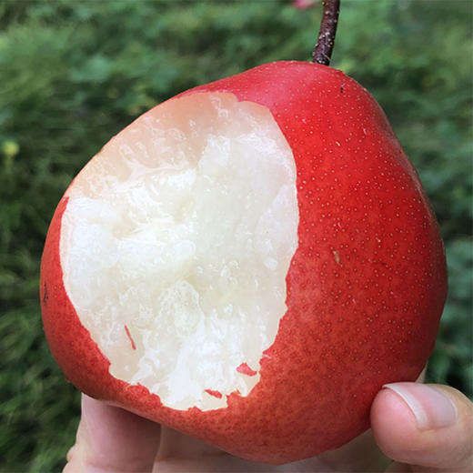 新西兰piqaboo红啤梨  | 很美很仙,飘着桃香,非常细致爽脆,蜜汁汪汪,甜到心窝了! 商品图5