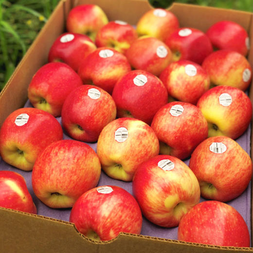 智利安伯路西亚苹果神仙果稀有珍贵品种红颜粉嫩清脆甜蜜