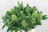 【荷兰进口】茵芋  绿色/红色  约2-3枝/扎 商品缩略图4