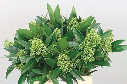 【荷兰进口】茵芋  绿色/红色  约2-3枝/扎 商品图4