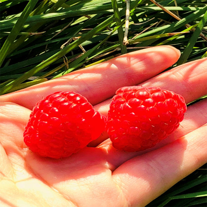 driscolls云南红树莓 | 香甜糯滑,美貌与内涵并存!