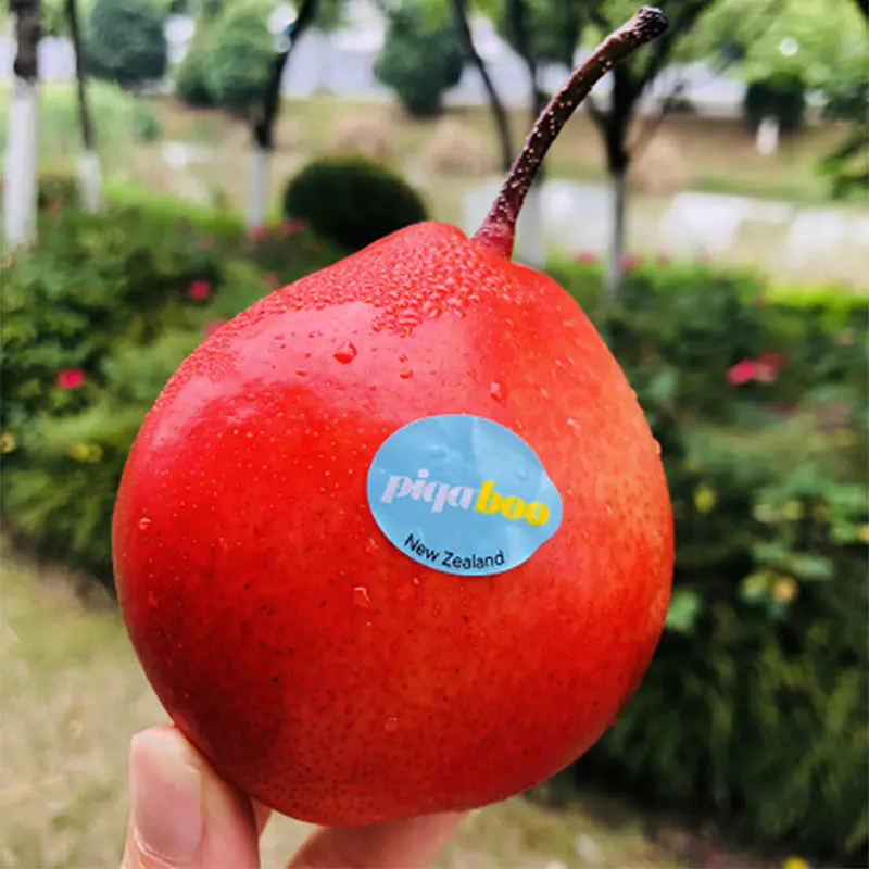 新西兰piqaboo红啤梨大果| 很美很仙,飘着桃香,非常细致爽脆,蜜汁汪汪,甜到心窝了!