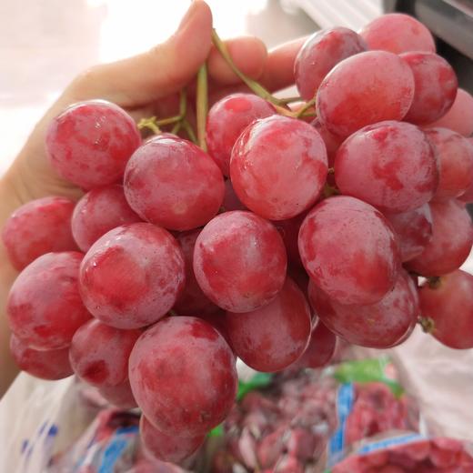 有籽红提 商品图1