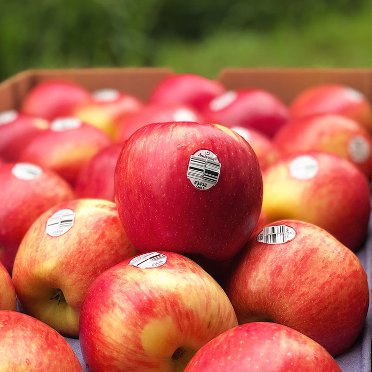 智利安伯路西亚苹果神仙果稀有珍贵品种红颜粉嫩清脆甜蜜