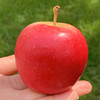 新西兰火箭苹果 | 一桶桶的小可爱,浓情多汁,珍稀品种!1筒5只 商品缩略图1