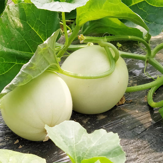 阎良甜瓜自然熟水润鲜甜现摘现发5斤装包邮第二件半价