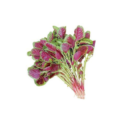 汗菜【约450g-500g】 商品图0