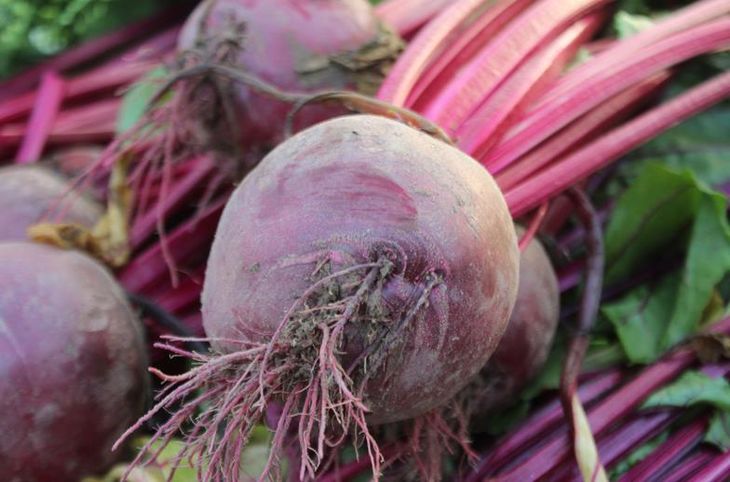 红根甜菜5斤装农科院合作项目功能型t8优化品种健康养生