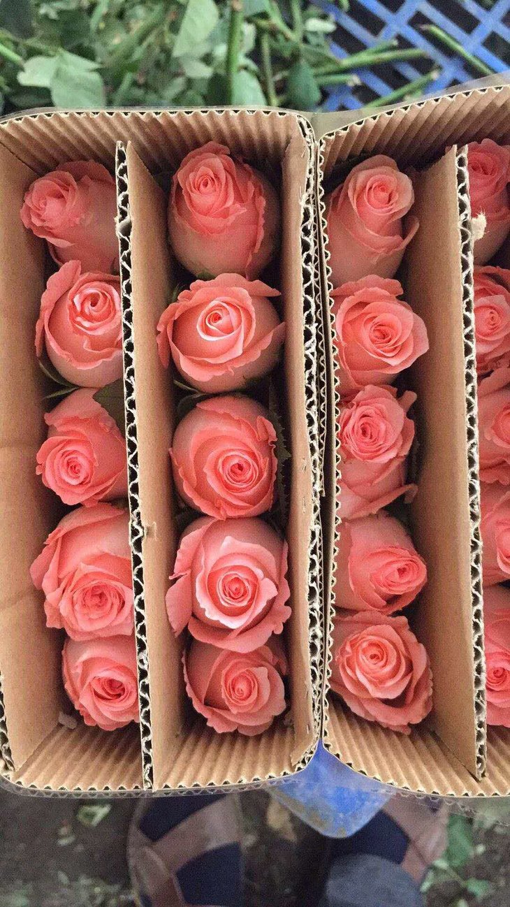 【读本鲜花】46元包邮!戴安娜:纯粉色玫瑰(一扎20枝)