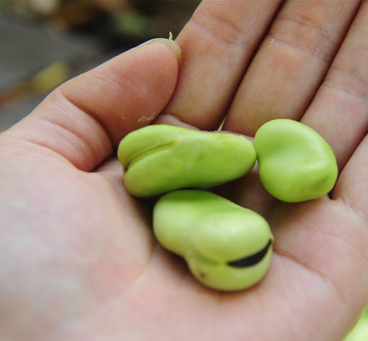 新鲜蚕豆仁250g（带皮）又叫兰花豆，带硬壳的不易氧化更新鲜哦 商品图1