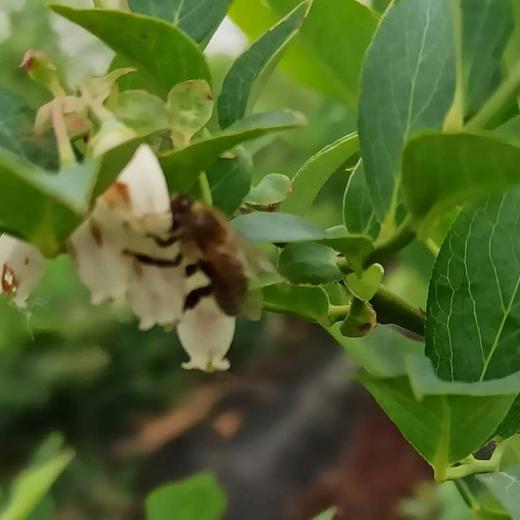 蓝莓蜜500克限时买二送一  商品图11