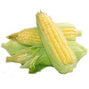 新鲜玉米-份【个】 商品缩略图1