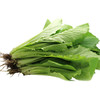 小白菜【约500g】 商品缩略图2