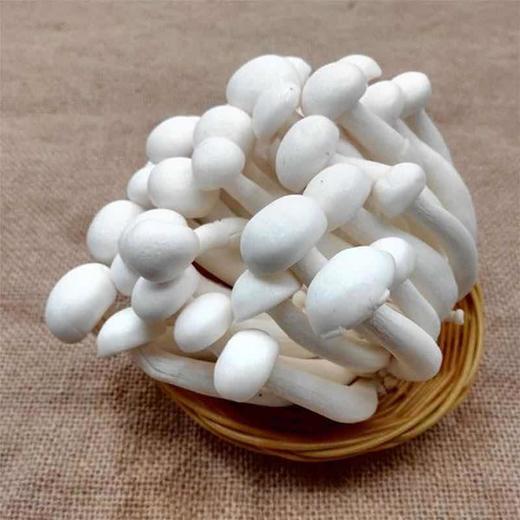 【蔬】白玉菇 150g/袋 商品图3