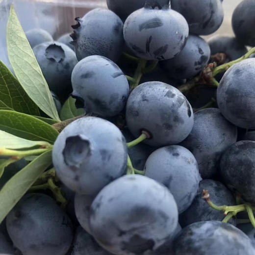 串枝蓝莓 商品图5