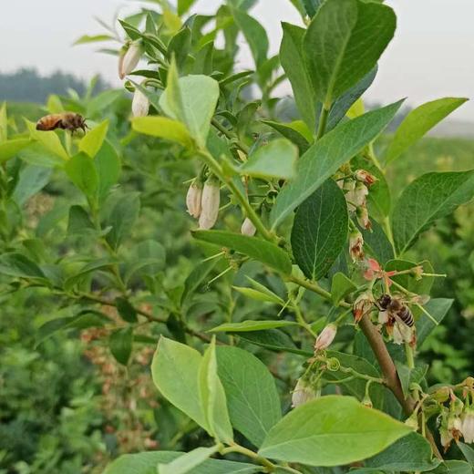 蓝莓蜜500克限时买二送一  商品图9