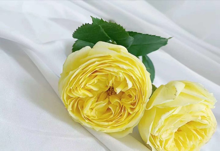 昆明发货逸禾多头花园玫瑰凯特琳娜910枝60cm