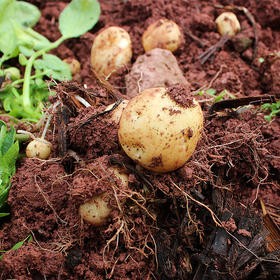 【湖北黄皮应季新小土豆】炕土豆 现挖现发5斤