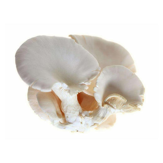 平菇【约500g】 商品图0