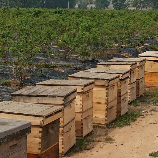 蓝莓蜜500克限时买二送一  商品图3