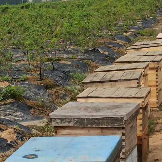 蓝莓蜜500克限时买二送一  商品图2