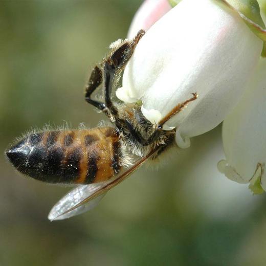 蓝莓蜜500克限时买二送一  商品图7