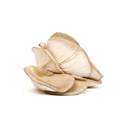 平菇【约500g】 商品图1