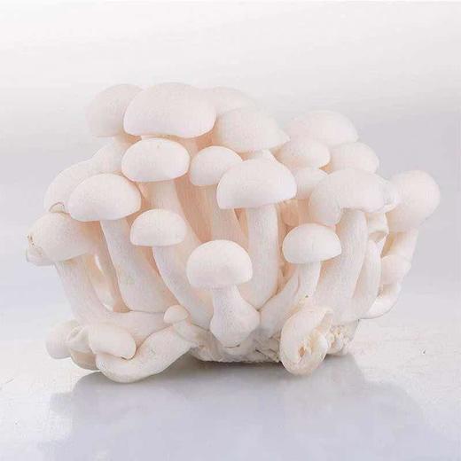 【蔬】白玉菇 150g/袋 商品图2