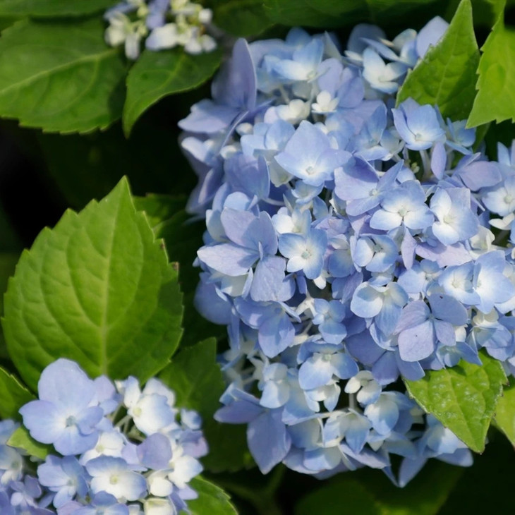 绣球盆栽 无尽夏 都市花乡