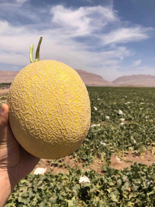 新疆至爱哈密瓜超甜