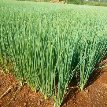 香葱-份【约100g】 商品图2