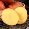 云南红皮小土豆7.5斤~8斤装 商品缩略图1