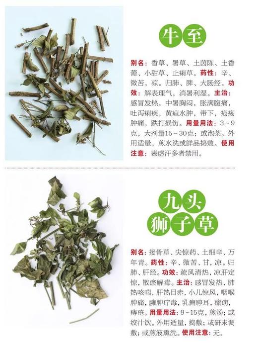 800种中药速查  便携式的本草博物馆 商品图4