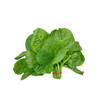 软浆叶-份【约450g-500g】 商品缩略图0