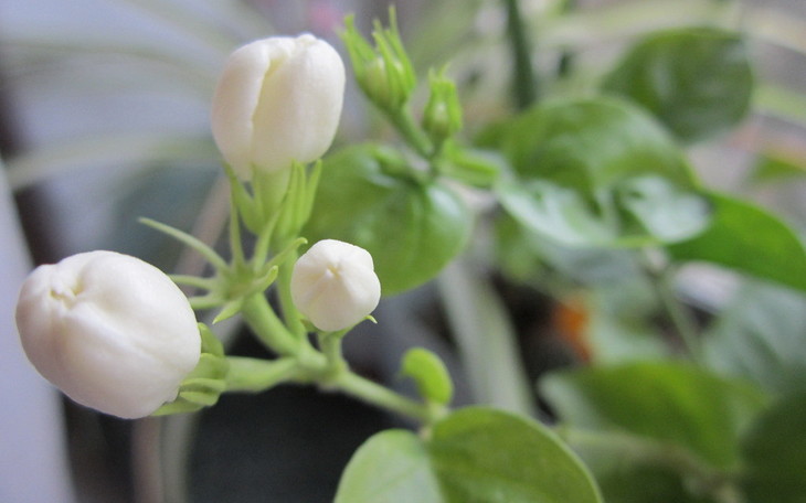 小花茉莉原精广西甜美花香身心放松香氛护肤